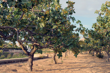 Fototapeta na wymiar Aegina island Pistachio Tree