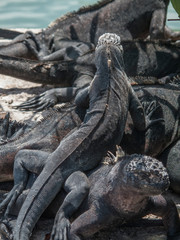 iguana, endemic reptile on the Galapagos Islands, Ecuador , pacific