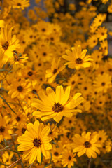 sunflower helianthus group