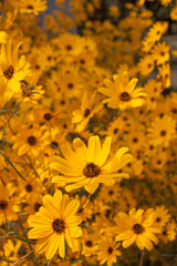 sunflower helianthus group