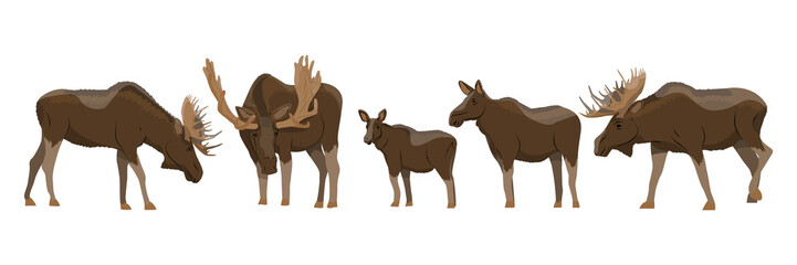 Moose collection in various poses. Male, female and cub. Wild animals of Eurasia and North America. Realistic Vector Animals