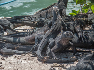iguana, endemic reptile on the Galapagos Islands, Ecuador , pacific