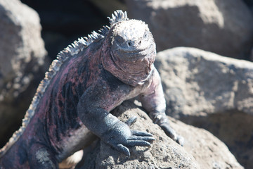 iguana, endemic reptile on the Galapagos Islands, Ecuador , pacific
