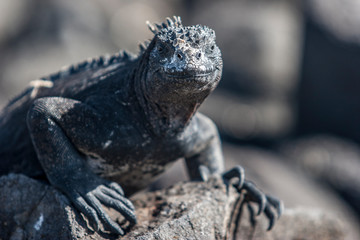 iguana, endemic reptile on the Galapagos Islands, Ecuador , pacific