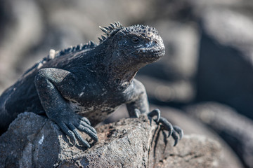 iguana, endemic reptile on the Galapagos Islands, Ecuador , pacific