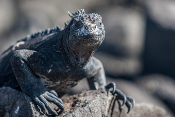 iguana, endemic reptile on the Galapagos Islands, Ecuador , pacific