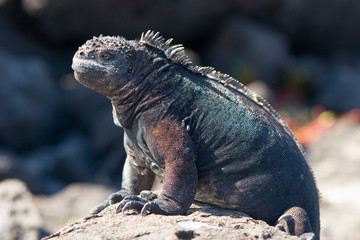 iguana, endemic reptile on the Galapagos Islands, Ecuador , pacific