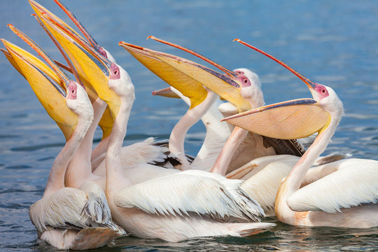 pink Pelicans in Walfish Bay Namibia