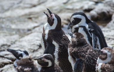 Jackass Penguin colony near cape of good hope, south Africa