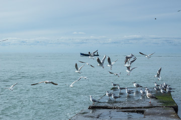 seagulls take off from the pier by the sea, summer landscape with a boat floating on the sea