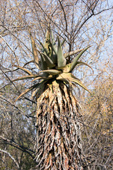 Aloe plant in the Waterberg plateau