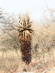 Aloe plant in the Waterberg plateau