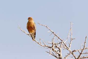 a hawk on a tree in Namibia