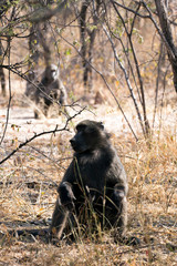 Big baboon in Namibia