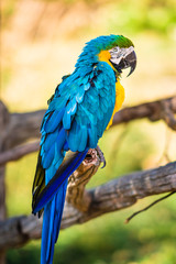Macaw Parrot