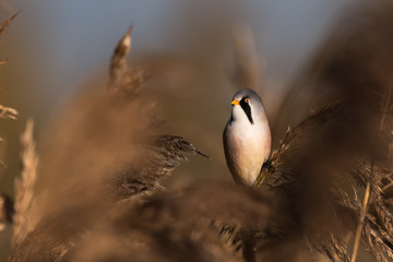 Bearded tit, Panurus biarmicus russicus in germany
