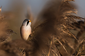 Bearded tit, Panurus biarmicus russicus in germany