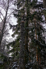 Chaga mushroom on a broken birch in winter forest.