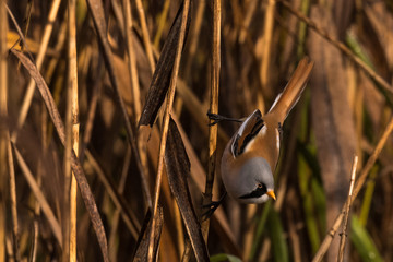 Bearded tit, Panurus biarmicus russicus in germany