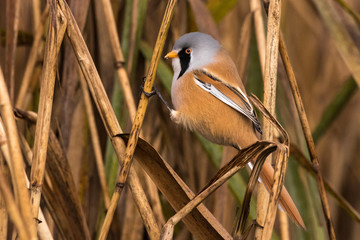 Bearded tit, Panurus biarmicus russicus in germany