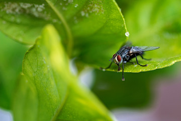 Close up of a fly on a leaf.