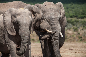 Fototapeta na wymiar elephant herd in the south african savannah, approaching a water hole