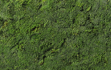 green moss for background texture, top view