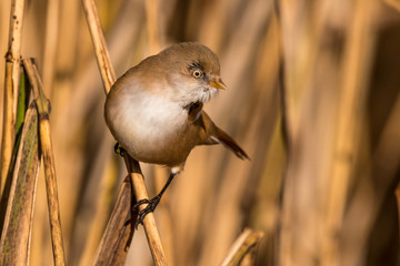 Bearded tit, Panurus biarmicus russicus in germany