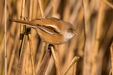 Bearded tit, Panurus biarmicus russicus in germany