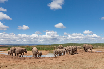 Naklejka na ściany i meble elephant herd in the south african savannah, approaching a water hole