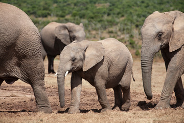 Fototapeta premium elephant herd in the south african savannah, approaching a water hole