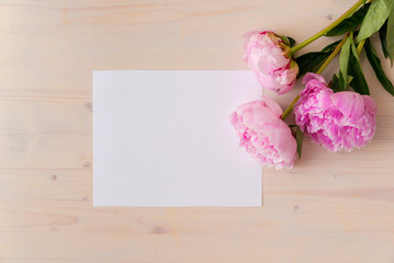 pink peony flowers on white wood background with copy space