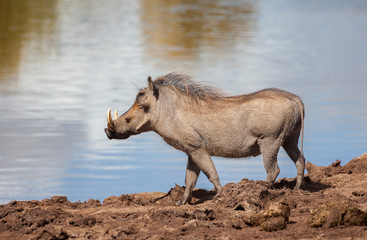 african Warthog approaching a waterwhole in the south african 
