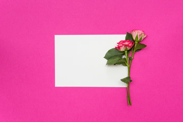 small roses and blank white card on pink background