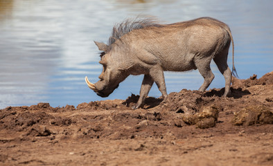 african Warthog approaching a waterwhole in the south african 