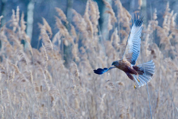 Rohrweihe Männchen bei der Jagd