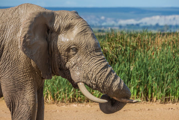 portrait of an male Elephant in South africa