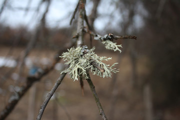 Viscum album on the tree