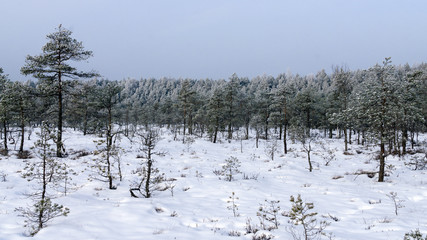 View of the swamp in the Kemeri National Park in Latvia, covered with snow in winter.