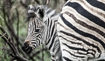 curious zebra baby in the south african savannah