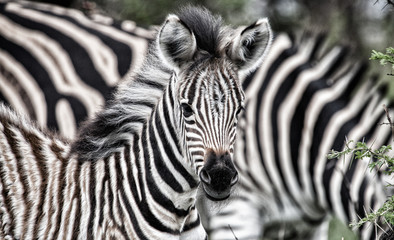 Fototapeta na wymiar curious zebra baby in the south african savannah