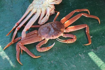 Snow crab (Chionoecetes opilio) on the deck of a tourist boat. It's a predominantly epifaunal crustacean native to shelf depths in the northwest Atlantic Ocean and north Pacific Ocean.