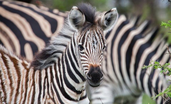 Curious Zebra Baby In The South African Savannah