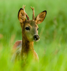 Roe deer