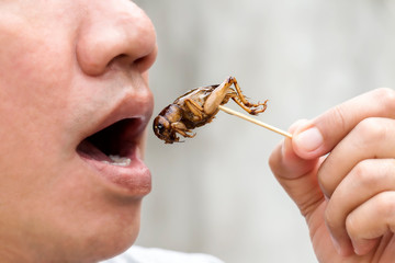 Man happy opening his mouth eating Crickets insect on wooden skewer. Food Insects for eat as food...