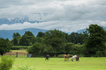 several horses graze in the backyard against the background of mountains and cloudy sky