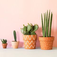 The stylish interior filled a lot of plants in different hipster clay pots. Modern plant compostion with pink background wall.