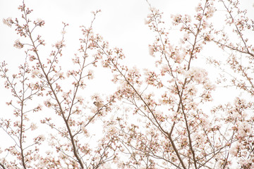 Tree sparrow in cherry blossom