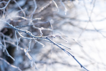 frost tree branch background