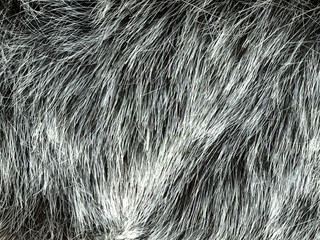 Texture of gray wolf hair fur. Texture of fur. Wool of wolf. Wool of dog. - 247036449